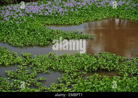 Natural glowing vivid colors Stock Photo