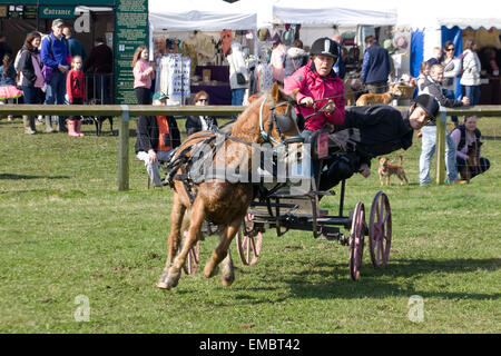 Double Harness Scurry Driving An Equestrian sport Stock Photo