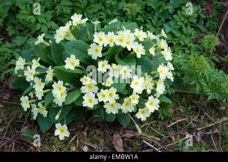 Clump of Primula Vulgaris (Wild Primrose) with pale creamy yellow flower in early spring. Stock Photo