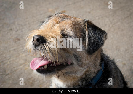 A happy looking little Border Terrier dog looking as he is smiling or laughing at something. Stock Photo