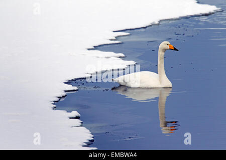 Whooper swan (Cygnus cygnus) swimming in winter Stock Photo