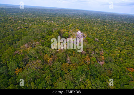 La Danta Complex; El Mirador, Guatemala Stock Photo