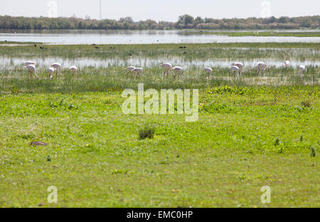 Flamingos on marshland chose to El Rocio village at Donana National Park, Spain Stock Photo