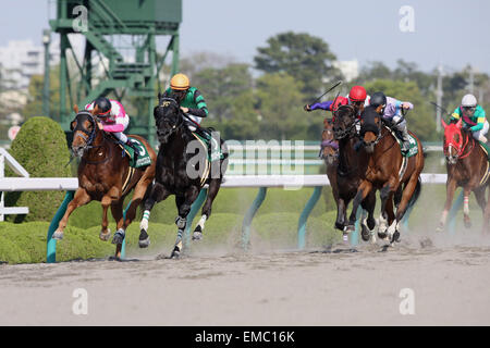 (L-R) Asia Express (Keita Tosaki), Kurino Star O (Hideaki Miyuki), Danon Batura (Suguru Hamanaka), Namura Victor ( Mirco Demuro), APRIL 18, 2015 - Horse Racing : Kurino Star O ridden by Hideaki Miyuki wins the Antares Stakes at Hanshin Racecourse in Hyogo, Japan. (Photo by Eiichi Yamane/AFLO) Stock Photo