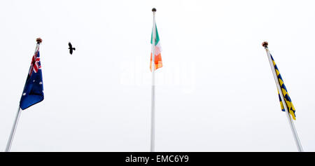 Irish, Australian and Clare flag on pole Stock Photo