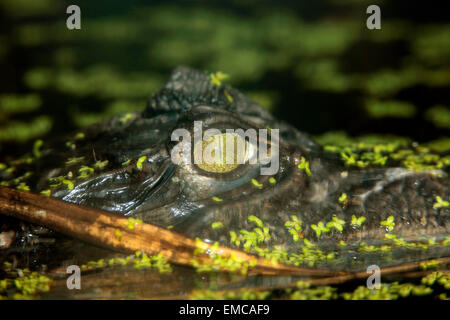 Spectacled Cayman or Baba (Caiman crocodilus ) eye Stock Photo