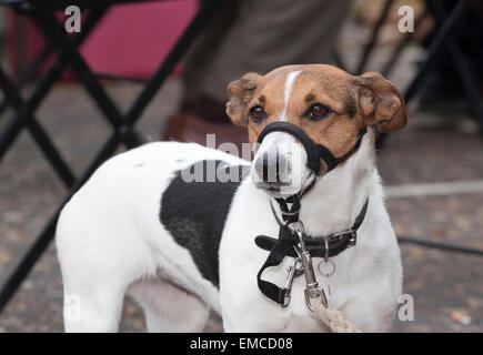 Brown black and white Jack Russell terrier type dog with a collar and a muzzle type lead Stock Photo