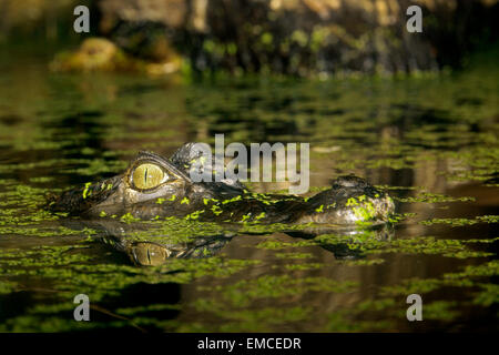 Spectacled Caiman (Caiman crocodilus) head emerging on the swamp water Stock Photo