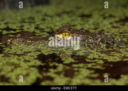 Spectacled Caiman (Caiman crocodilus) emerging on the swamp water Stock Photo