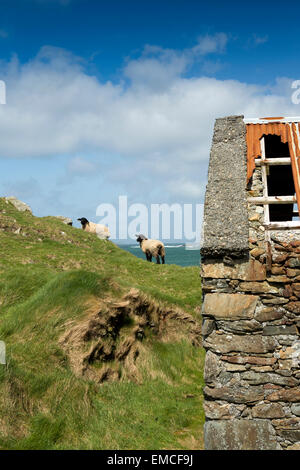 Ireland, Co Galway, Connemara, Renvyle Peninsula, Atlantic Coast sheep grazing above beach Stock Photo