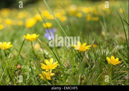 like a buttercup invading a meadow habitat the Lesser celandine Ranunculus ficaria the small leaves are hidden beneath the grass Stock Photo