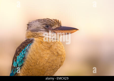 Portrait of male blue-winged kookaburra (Dacelo leachii) Stock Photo