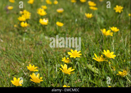 like a buttercup invading a meadow habitat the Lesser celandine Ranunculus ficaria the small leaves are hidden beneath the grass Stock Photo