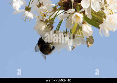 Garden Bumblebee UK Gathering pollen Stock Photo