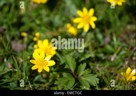 like a buttercup invading a meadow habitat the Lesser celandine Ranunculus ficaria the small leaves are hidden beneath the grass Stock Photo