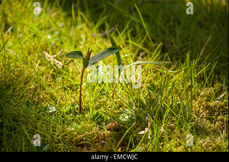 New leaves shooting up from a sycamore tree sapling seed in a ray of sunshine in  meadow at edge of wood in spring Stock Photo