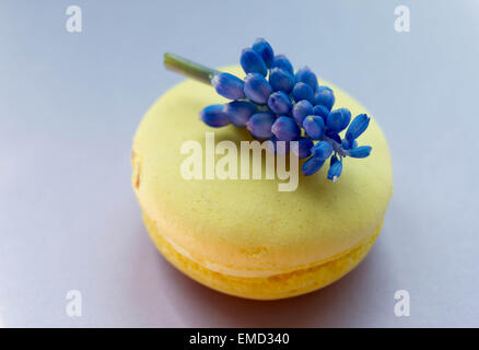 Macaroon traditional Parisian cookie with decorative violet. Stock Photo