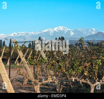 Volcano Aconcagua Cordillera and Vineyard. Andes mountain range, in the Argentine province of Mendoza Stock Photo