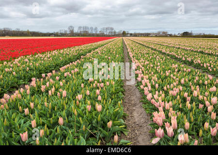Spring time in The Netherlands: Typically flat countryside and  view on endless rows of  flowering tulips, Lisse, South Holland. Stock Photo