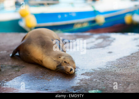 Sea lion in town Stock Photo