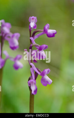 Champagne's orchid , Orchis champagneuxii, Andalusia, Southern Spain. Stock Photo