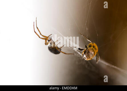 Honey bee trapped in spider web, cobweb, Spain. Stock Photo