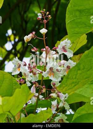 Catalpa bignonioides is a species of Catalpa that is native to the southeastern United States.
