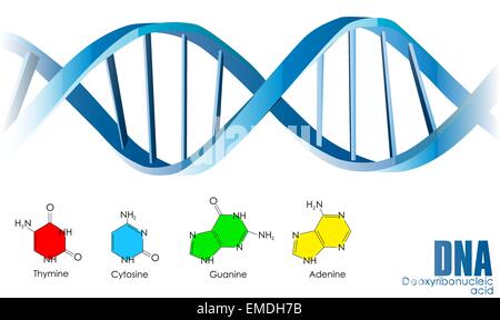 DNA vector Stock Vector