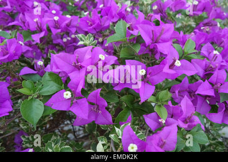 Purple flowers of Bougainvillea glabra and ornamental climber in Bangkok, Thailand, February Stock Photo