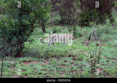 Leopard walking in bush Africa Stock Photo