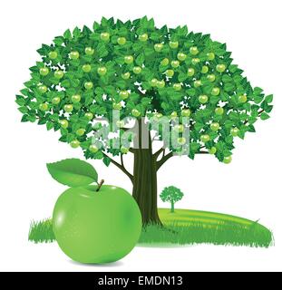 Apple with apple tree Stock Vector