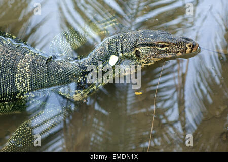 A large water monitor lizard, Varanus salvator, in water at the edge of the lake in  Lumphini Park in the centre of Bangkok Stock Photo