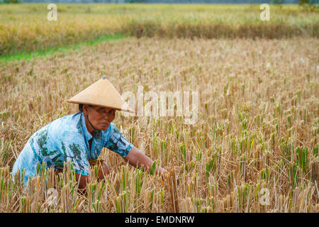 Woman working in a rice field near the city of Yogyakarta. Java. Indonesia, Asia. Stock Photo