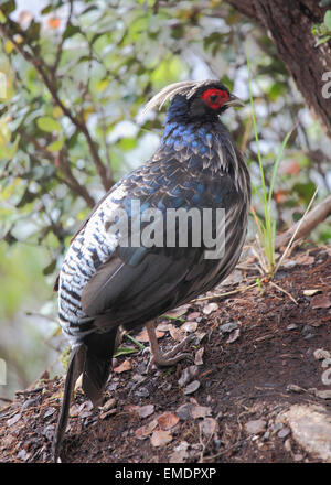 Hawaii, Big Island, kalij pheasant, lophura leucomelanos, Hawaii Volcanoes National Park, Stock Photo