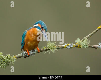 Common Kingfisher (Alcedo atthis) adult,sitting on branch in rain with fish, Droitwich, Worcestershire, England. Stock Photo
