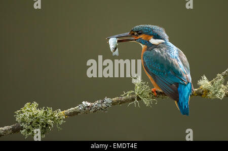 Common Kingfisher (Alcedo atthis) adult,sitting on branch in rain with fish, Droitwich, Worcestershire, England. Stock Photo