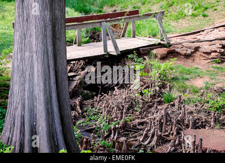 Cypress knees grow beside a footbridge in Will Rogers park in Oklahoma City, Oklahoma, USA. Shown are Cypress roots or knees. Stock Photo