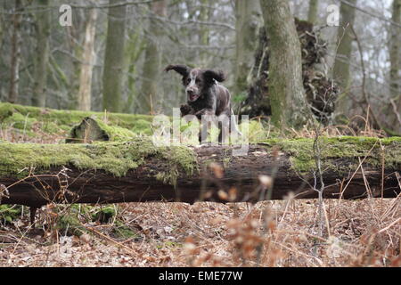 Cocker spaniel jumping over a fallen tree Stock Photo