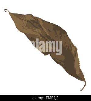 autumn leaf isolated Stock Vector Image & Art - Alamy