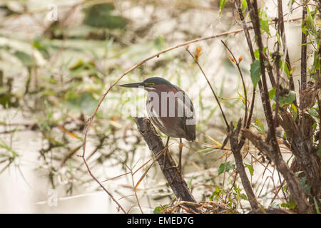 Green heron (Butorides virescens) resting along the Anhinga Trail in the Florida Everglades National Park. Stock Photo