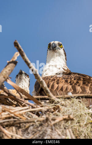 Osprey (Pandion haliaetus) nesting at the Flamingo visitor center in the Florida Everglades National Park. Stock Photo