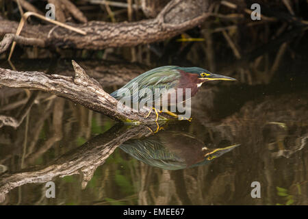 Green heron (Butorides virescens) fishing along the Anhinga Trail in the Florida Everglades National Park. Stock Photo