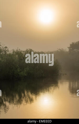 Sunrise along the Anhinga Trail at the Royal Palm visitor center in the Florida Everglades National Park. Stock Photo