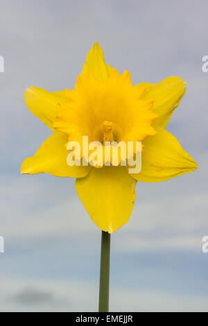 A single yellow daffodil against a sky background Stock Photo