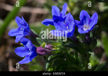 Intense blue flowers of the mat forming evergreen, Lithodora diffusa 'Heavenly Blue' Stock Photo