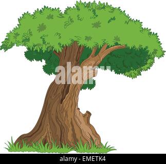 Oak Stock Vector