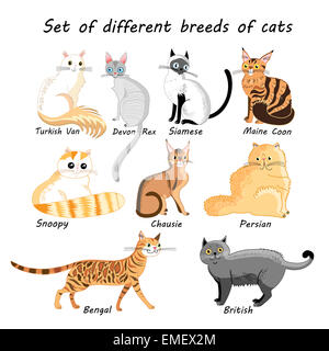 Cat different breeds set, cute pet animal Illustrations Stock Photo - Alamy