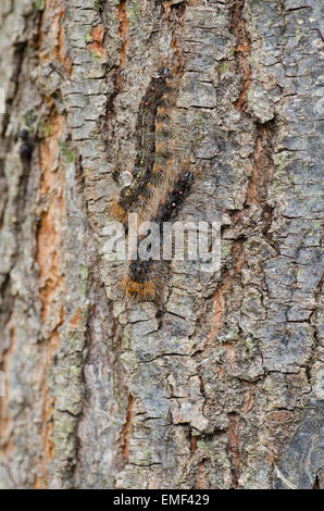 White Cedar Moth caterpillar .Leptocneria reducta Stock Photo - Alamy