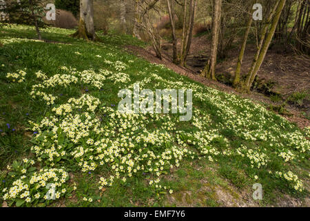Primrose drift of Primroses April. Wild Flowers, High Beeches Garden Handcross Sussex Stock Photo