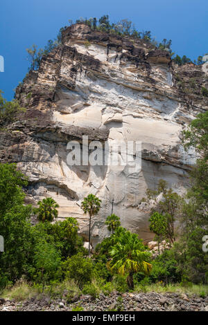 Cabbage Tree Palms and sandstone cliffs - Carnarvon Gorge - Queensland - Australia Stock Photo